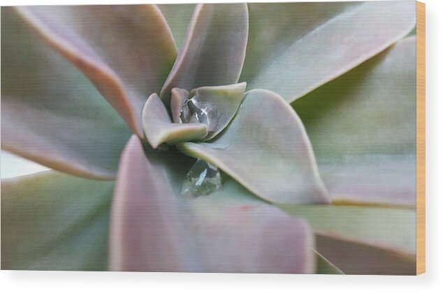 Water Wood Print featuring the photograph Droplets on Succulent by Ian Kowalski
