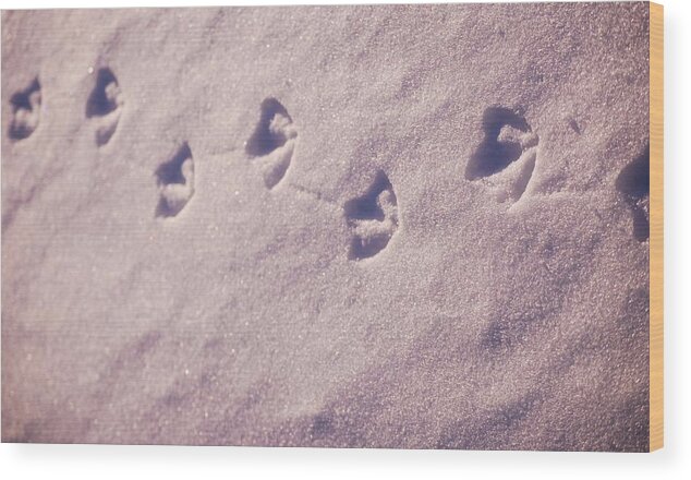 Prints Wood Print featuring the photograph Duckprints In The Snow by Kellie Prowse