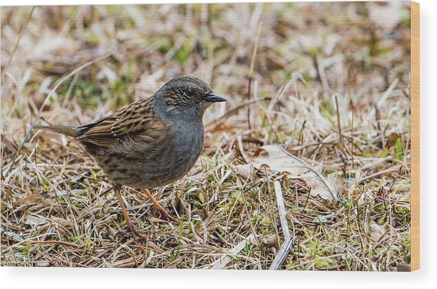 Dunnock Wood Print featuring the photograph Dunnock by Torbjorn Swenelius