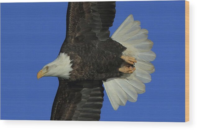 Eagle Wood Print featuring the photograph Eagle Flying Closeup by Coby Cooper