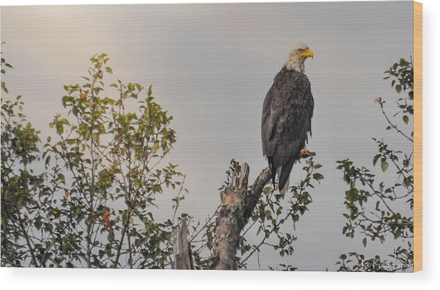 Nature Wood Print featuring the photograph Eagle in Tree Top by Wendy Carrington