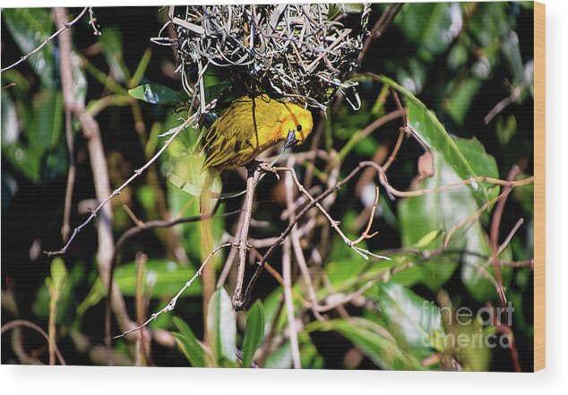 Nature Wood Print featuring the photograph Eavesdropping by Deborah Klubertanz