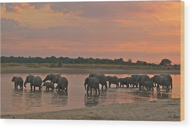 Africa Wood Print featuring the photograph Elephants at dusk by Johan Elzenga