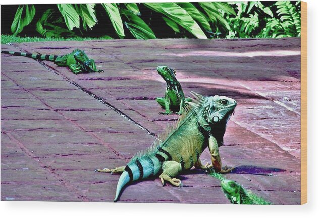 Iguana Wood Print featuring the photograph Family of Iguanas by Eileen Brymer