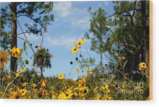 Landscape Wood Print featuring the photograph Field of Daisies at Corkscrew Swamp by Sheryl Unwin