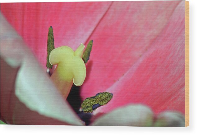 Tulip Wood Print featuring the photograph Fields Of Beauty 59 by Pamela Critchlow