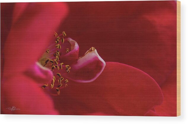 Rosa 'flammentanz' Wood Print featuring the photograph Flammentanz by Torbjorn Swenelius