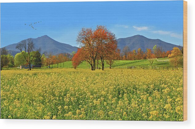 Peaks Of Otter Wood Print featuring the photograph Flowering Meadow, Peaks of Otter, Virginia. by The James Roney Collection