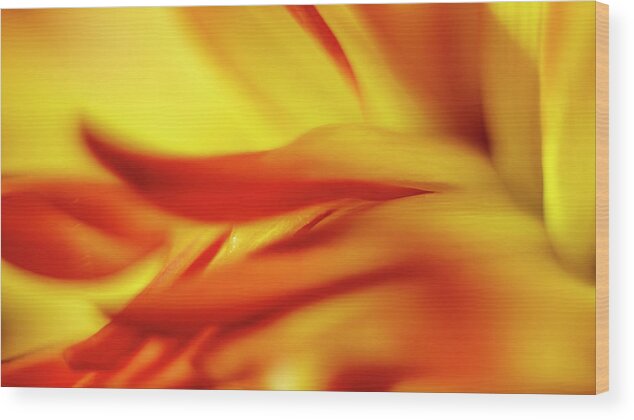 Flower Wood Print featuring the photograph Flowing Floral Fire by Tony Locke