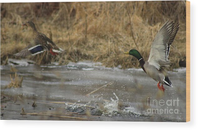 Duck Wood Print featuring the photograph Fly Away Ducks by Erick Schmidt