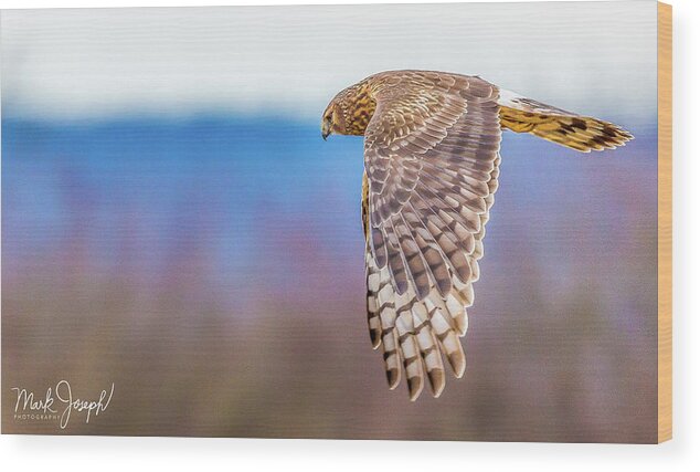 Owl Wood Print featuring the photograph Flying Owl by Mark Joseph