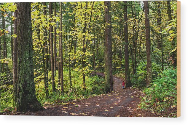 Trees Wood Print featuring the photograph Forest Pathway by John Christopher
