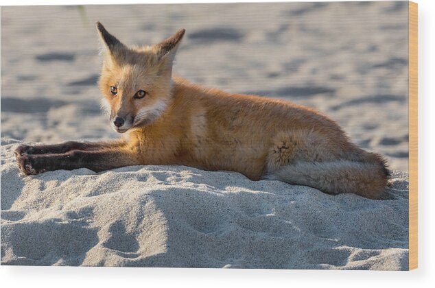 Red Fox Wood Print featuring the photograph Fox On The Beach by Bill Wakeley