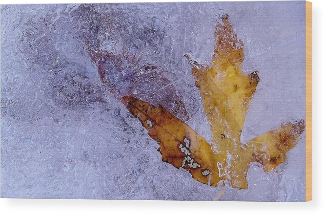 Nature Wood Print featuring the photograph Frozen in Time by Shelli Fitzpatrick