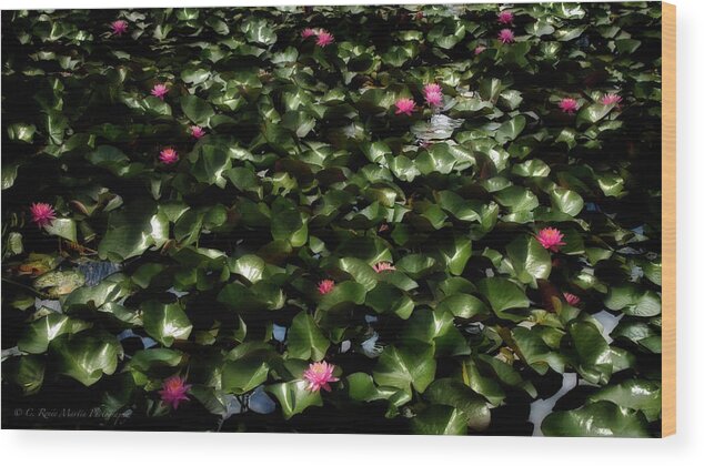 Water Lilies Wood Print featuring the photograph God's Canvas by C Renee Martin