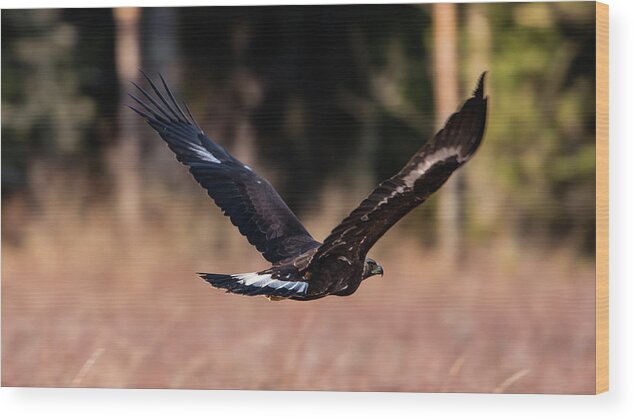 Golden Eagle Wood Print featuring the photograph Golden Eagle flying by Torbjorn Swenelius