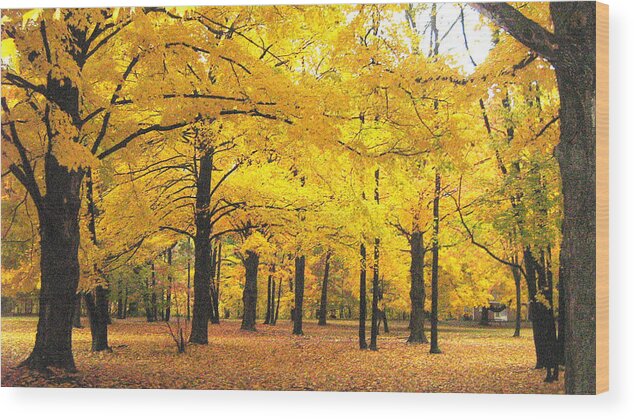 Trees Wood Print featuring the photograph Golden Trees by Michael McFerrin