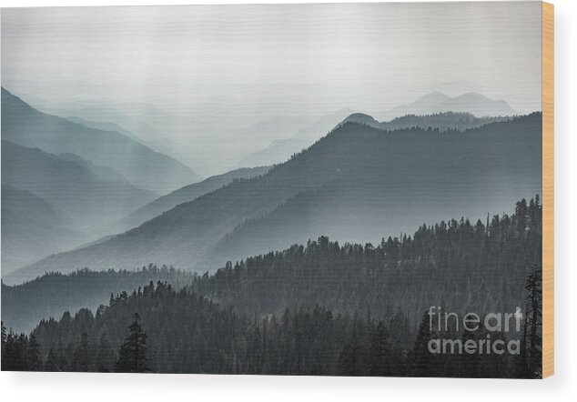 Sequoia Wood Print featuring the photograph Gradient by Peng Shi