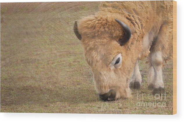 Digital Photography Wood Print featuring the photograph Grazing Buffalo by Laurinda Bowling