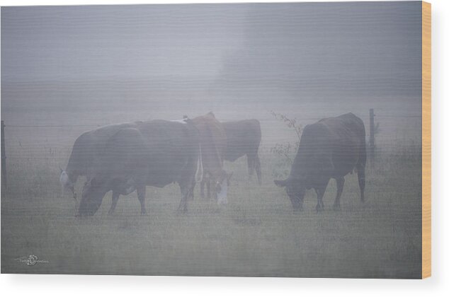 Cows Wood Print featuring the photograph Grazing cows in the mist by Torbjorn Swenelius