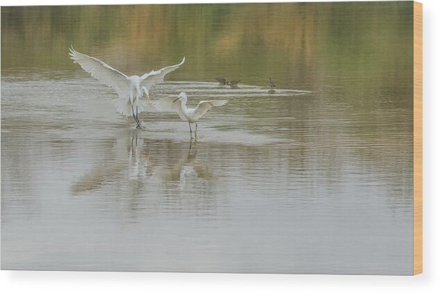 Great Wood Print featuring the photograph Great Egret and Snowy Egret 6708-021218-1 by Tam Ryan