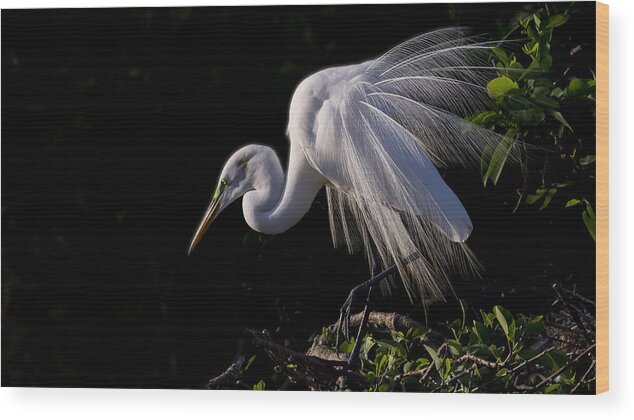 A Great Egret With Breeding Display Wood Print featuring the photograph Great Egret Display by Don Durfee