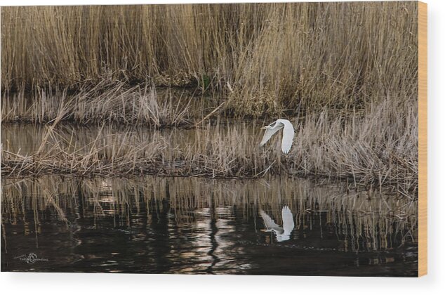 Great Egret Wood Print featuring the photograph Great Egret's flight to a new position by Torbjorn Swenelius