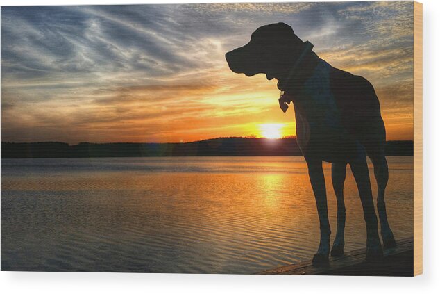 German Shorthair Wood Print featuring the photograph GSP Luminosity by Brook Burling