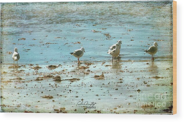 Seagulls Wood Print featuring the photograph Gulls on the Edge by Chris Armytage