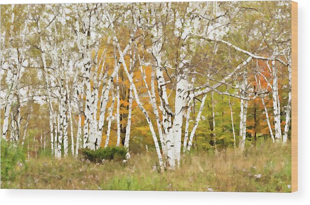  Wood Print featuring the photograph Hartland Birch Grove Faux Oil Painting by Gordon Ripley