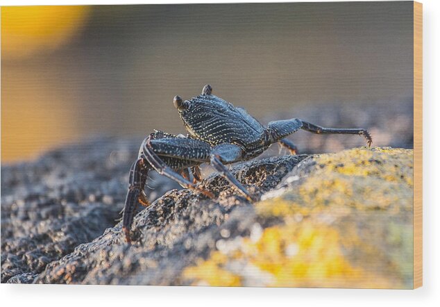 Sam Amato Photography Wood Print featuring the photograph Hawaiian Rock Crab by Sam Amato