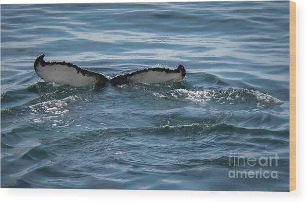 Whale Wood Print featuring the photograph Humpback Tail Fins by Lorraine Cosgrove