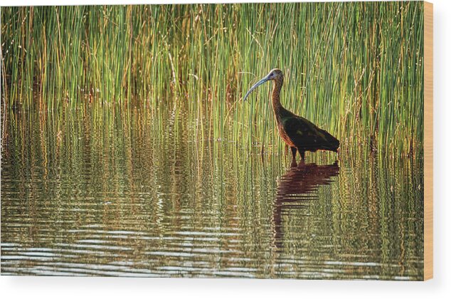 White Faced Ibis Wood Print featuring the photograph Ibis Reflections by Susan Rissi Tregoning