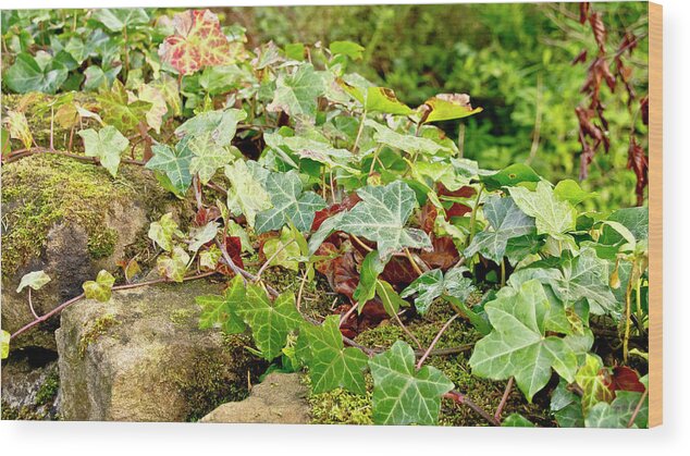 Ivy Wood Print featuring the photograph Ivy on Stones by Elena Perelman