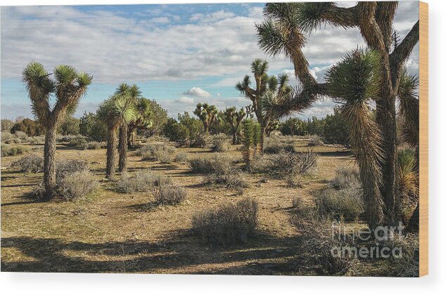 Alone Wood Print featuring the photograph Joshua Tree's by Joe Lach