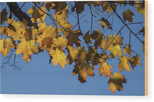 Fall Leaves Wood Print featuring the photograph Just Leaves by Kirkodd Photography Of New England