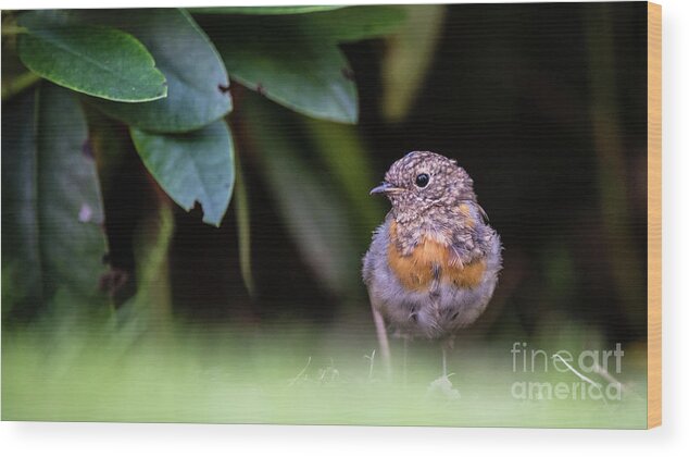 Robin Wood Print featuring the photograph Juvenile Robin by Torbjorn Swenelius