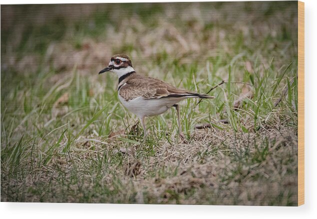 Killdeer Wood Print featuring the photograph Killdeer by Ray Congrove