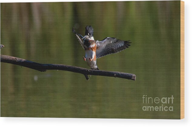 Kingfisher Wood Print featuring the photograph Kingfisher Landing by CJ Park