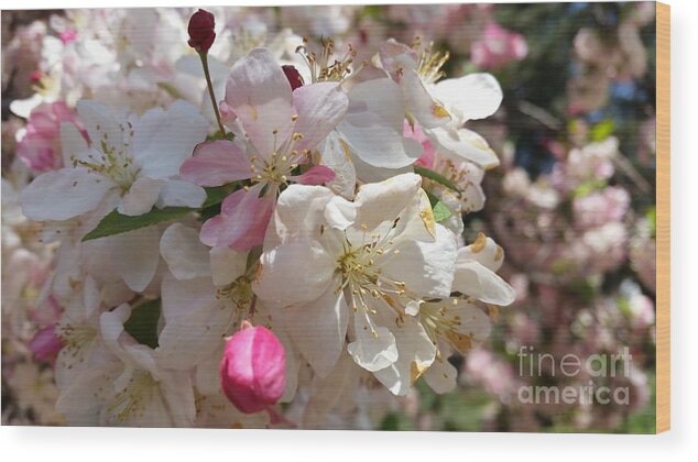 Apple Wood Print featuring the photograph Kiss Me Pink by Caryl J Bohn