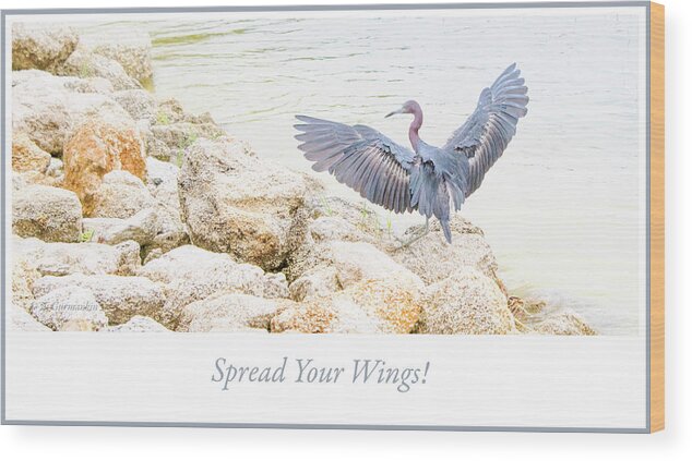 Little Blue Heron Wood Print featuring the photograph Little Blue Heron Spreads its Wings by A Macarthur Gurmankin