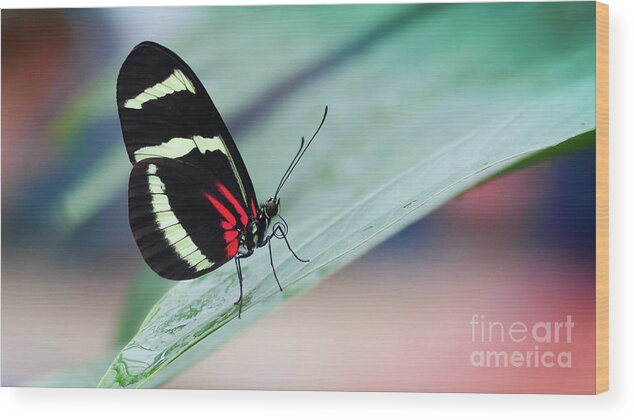 Butterfly Wood Print featuring the photograph Little Sister by Franziskus Pfleghart