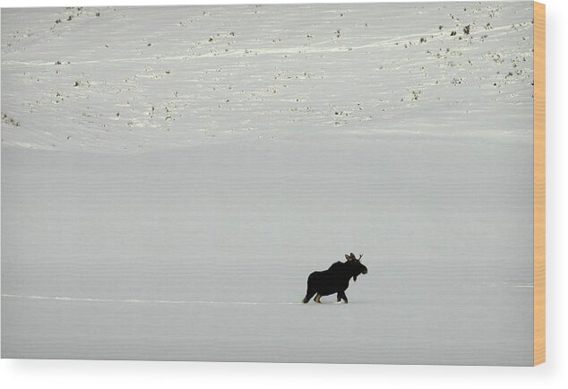 Moose Wood Print featuring the photograph Lone Moose by Patricia Montgomery