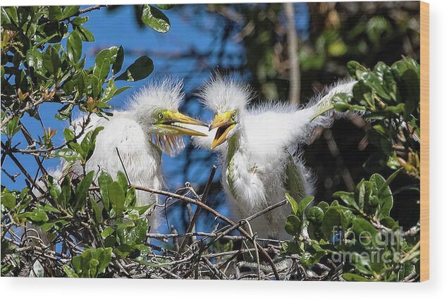 Egrets Wood Print featuring the photograph Look - I Have Wings by DB Hayes