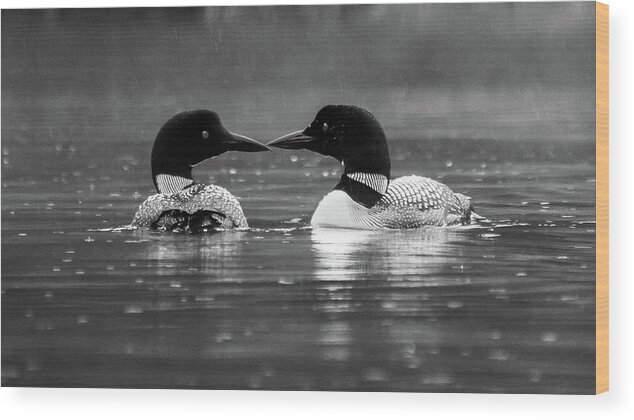 Black And White Wood Print featuring the photograph Loving Loons by Scene by Dewey