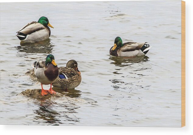 Mallard Ducks Wood Print featuring the photograph Mallards In The Shallows by Ray Congrove