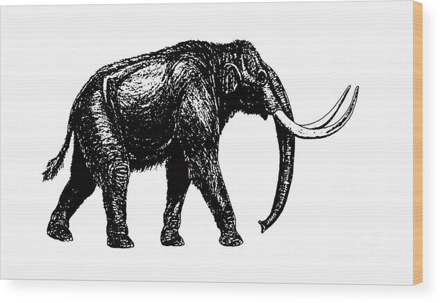 Mastodon. Woolly Wood Print featuring the digital art Mammoth Tee by Edward Fielding