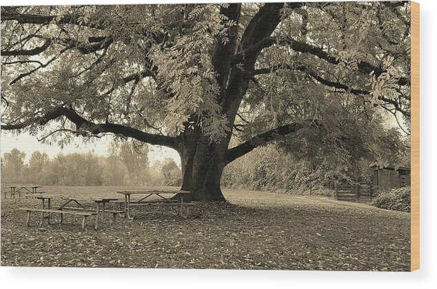 Sepia Wood Print featuring the photograph Memory Tree by Bonnie Bruno