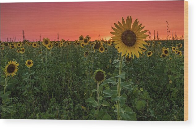 Sunset Wood Print featuring the photograph Missouri Sunset by Holly Ross