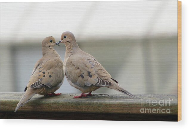 Morning Doves Wood Print featuring the photograph Morning Doves in Love by Deb Schense